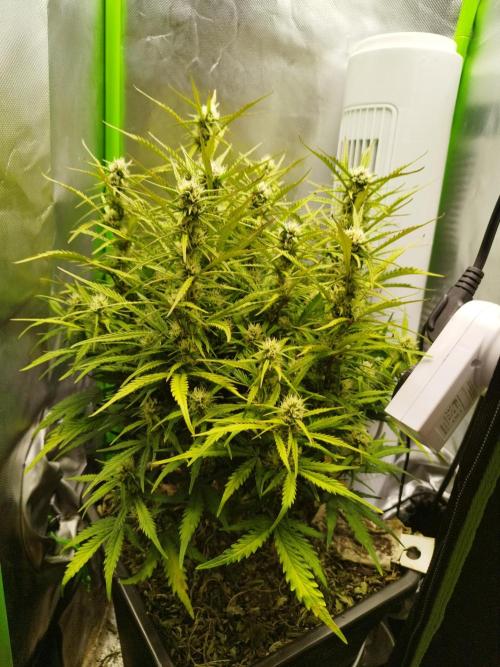 Strawnana. Week 7 - 15.12.