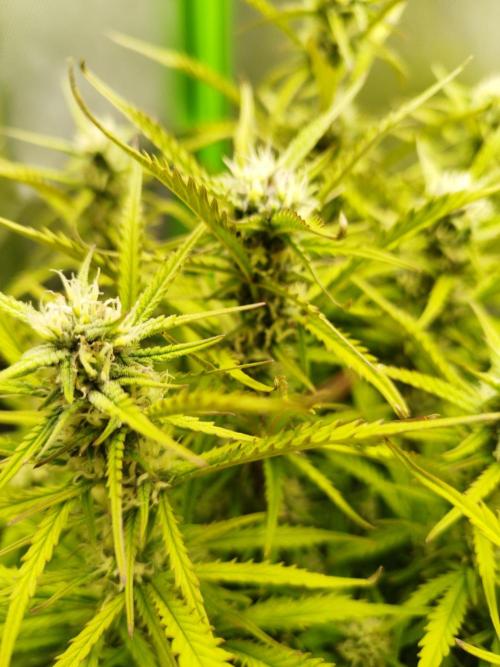 Strawnana. Week 7 - 16.12.