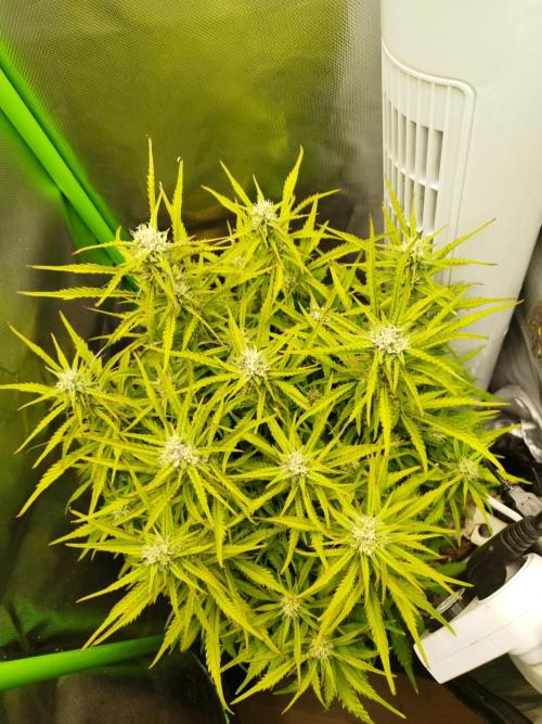 Strawnana. Week 7 - 16.12