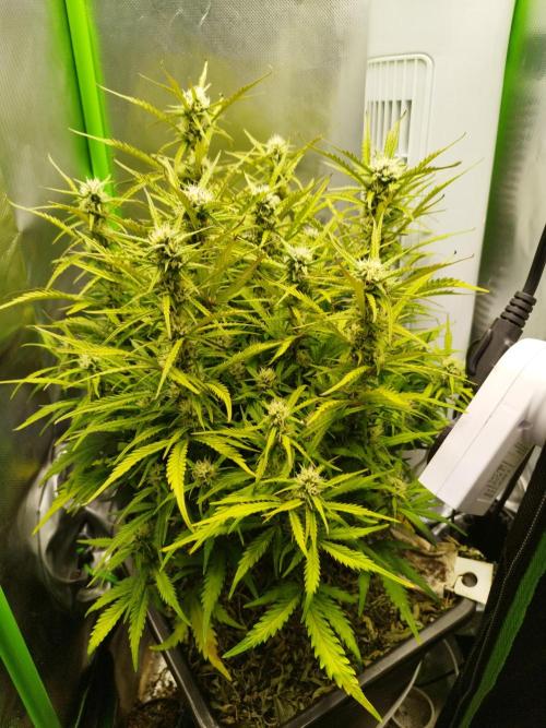 Strawnana. Week 7 - 16.12.