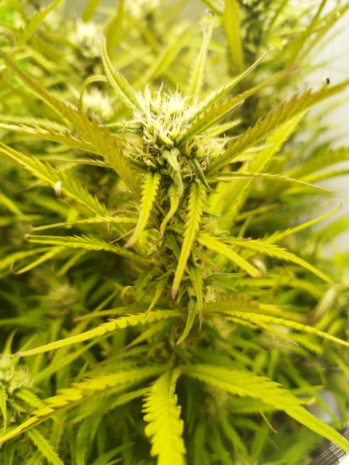 Strawnana. Week 7 - 17.12.