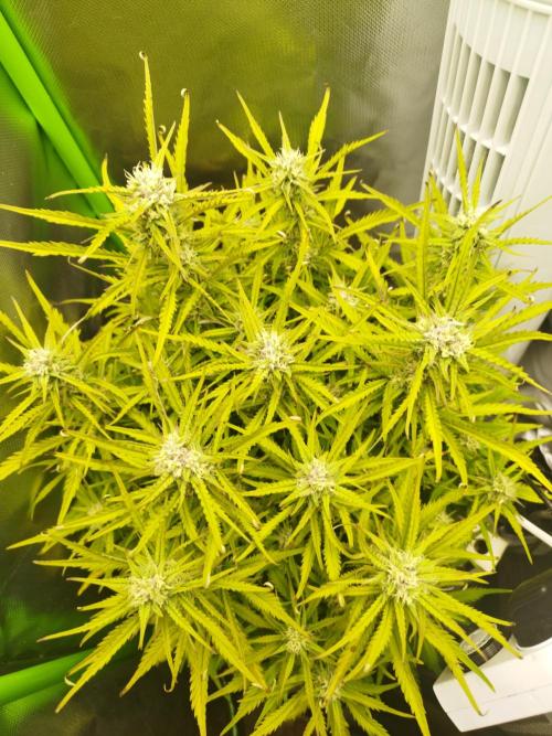 Strawnana. Week 7 - 17.12