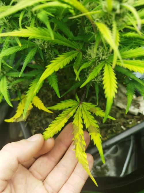 Strawnana. Week 7 - 17.12.