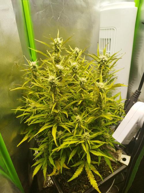 Strawnana. Week 7 - 17.12.