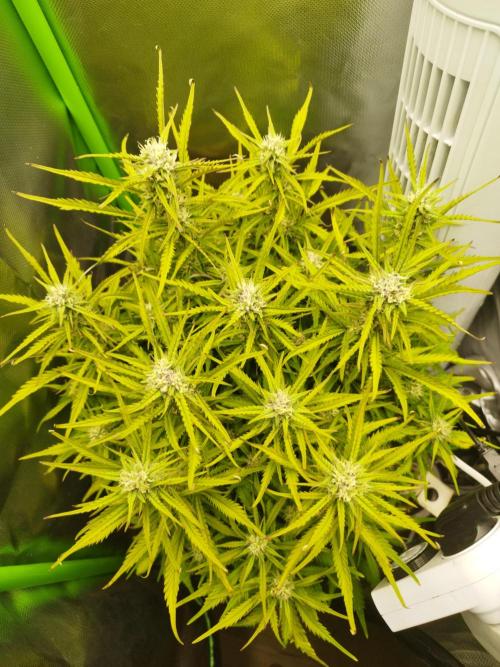 Strawnana. Week 7 - 18.12.