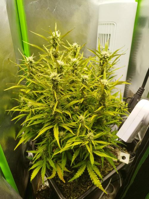 Strawnana. Week 7 - 18.12.