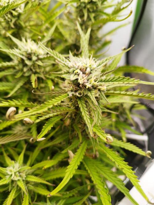 Strawnana. Week 7 - 19.12