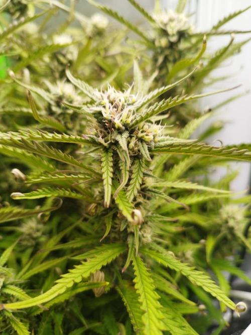 Strawnana. Week 7 - 21.12.