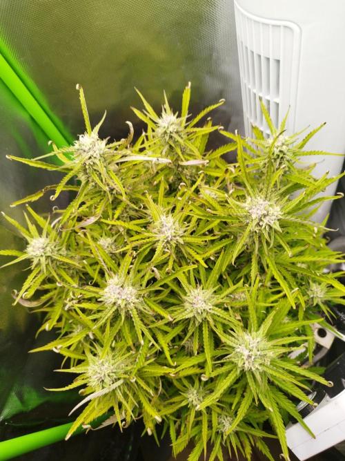 Strawnana. Week 7 - 21.12.