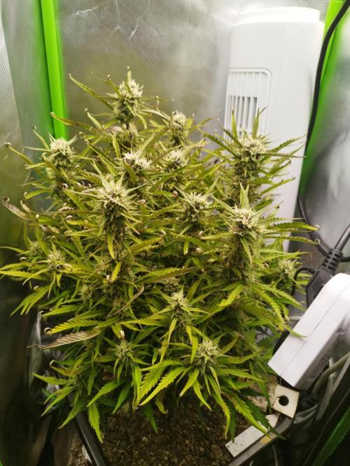 Strawnana. Week 7 - 21.12.