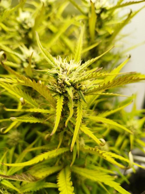 Strawnana. Week 7 - 22.12.