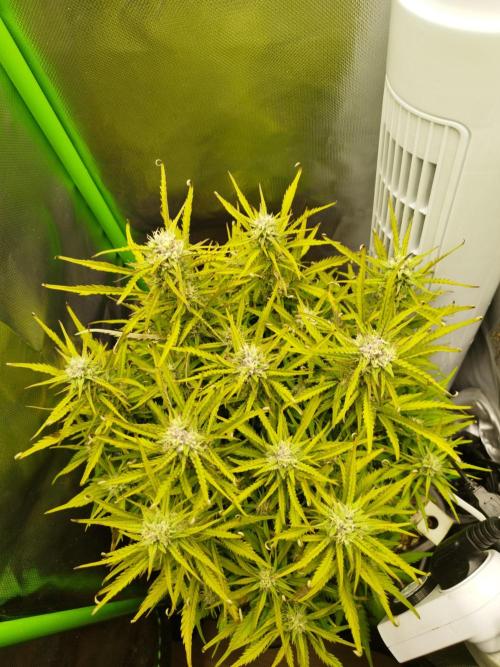 Strawnana. Week 7 - 22.12.