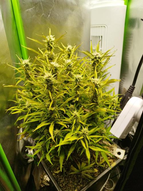 Strawnana. Week 7 - 22.12.