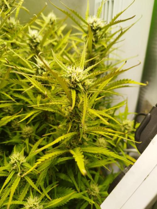 Strawnana. Week 7 - 23.12.