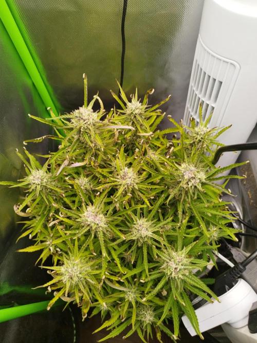 Strawnana. Week 8 - 23.12.