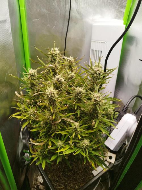 Strawnana. Week 8 - 23.12