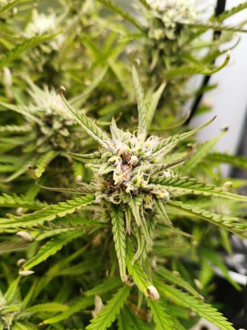 Strawnana. Week 8 - 24.12