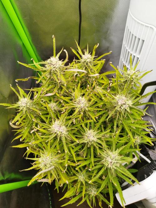 Strawnana. Week 8 - 24.12.