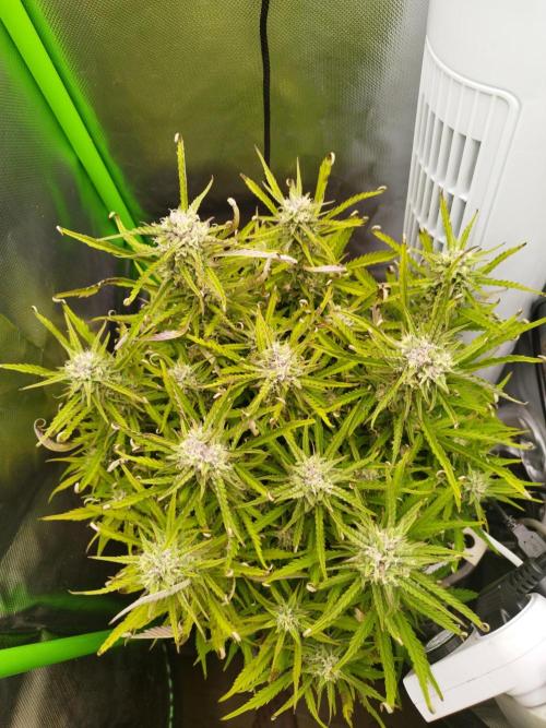 Strawnana. Week 8 - 25.12.