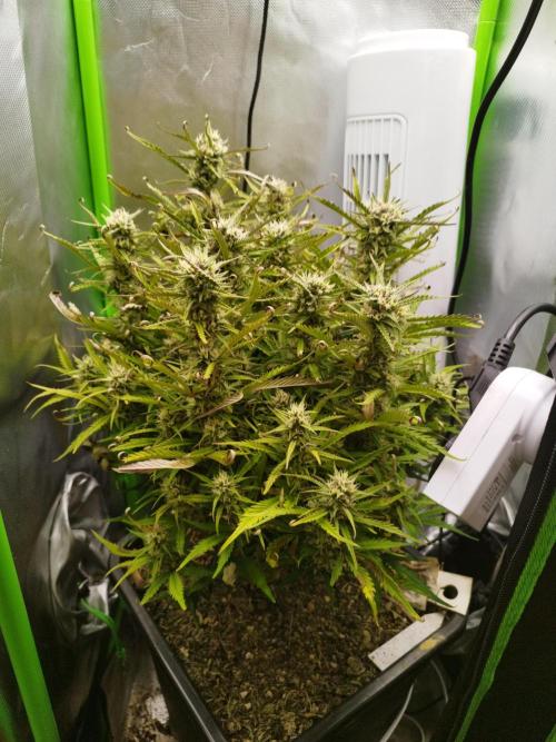 Strawnana. Week 8 - 25.12.