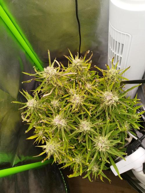 Strawnana. Week 8 - 26.12