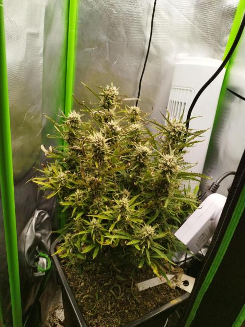 Strawnana. Week 8 - 26.12.