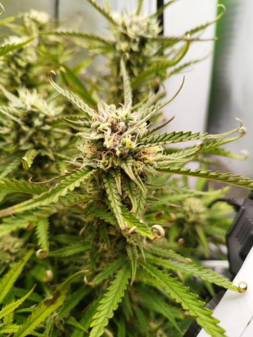 Strawnana. Week 8 - 27.12.