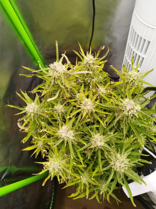 Strawnana. Week 8 - 27.12.