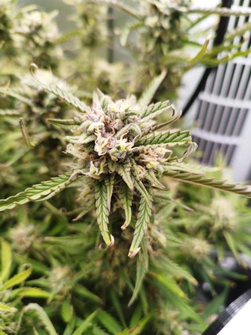 Strawnana. Week 8 - 28.12.