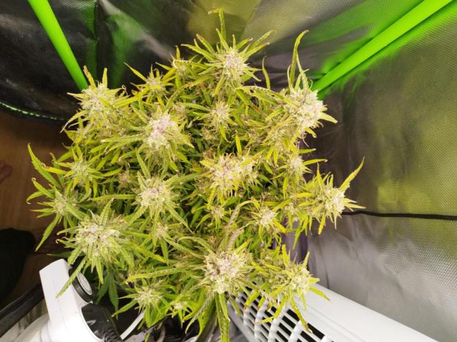 Strawnana. Week 8 - 28.12.