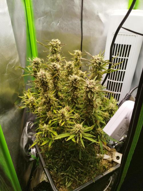 Strawnana. Week 8 - 28.12.