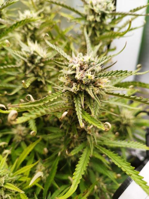 Strawnana. Week 8 - 29.12.