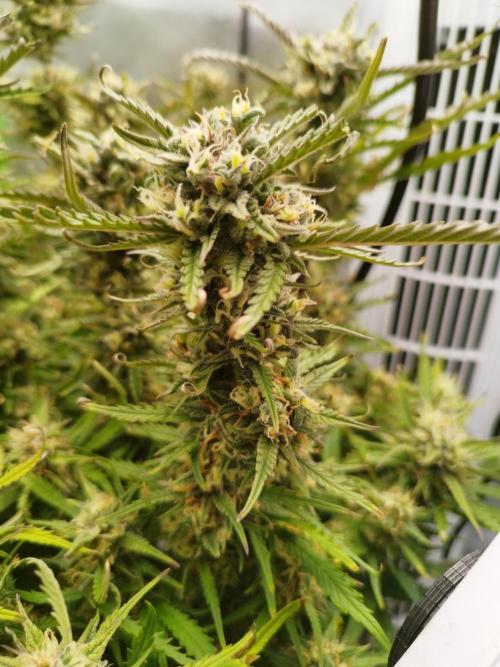 Strawnana. Week 9 - 30.12.