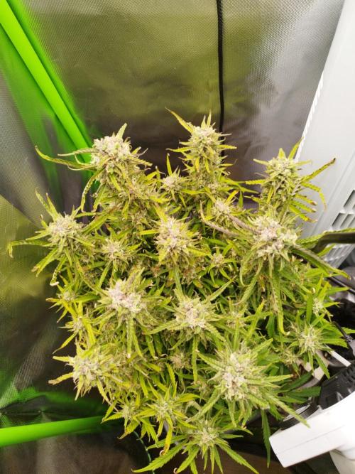 Strawnana. Week 9 - 30.12.