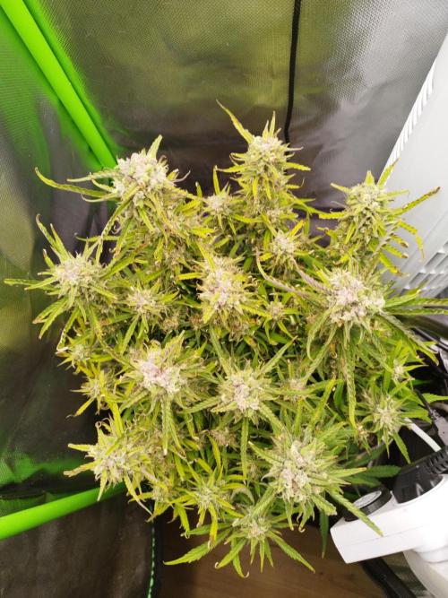 Strawnana. Week 9 - 31.12.