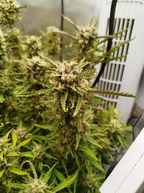 Strawnana. Week 9 - 31.12.