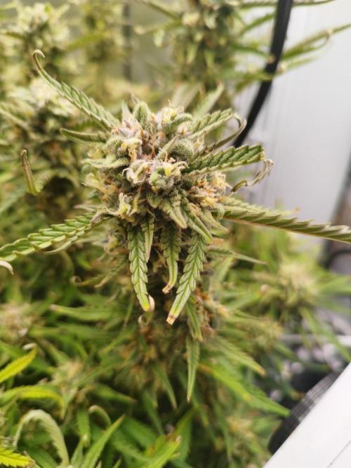 Strawnana. Week 9 - 01.01.