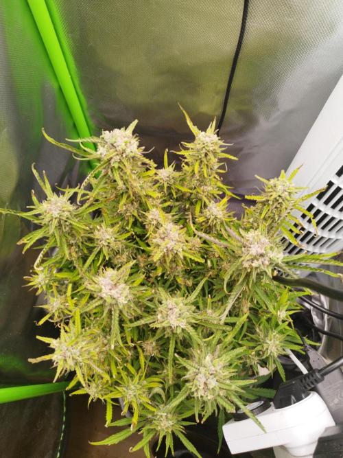 Strawnana. Week 9 - 01.01.