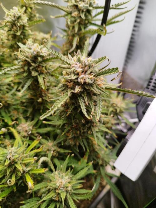 Strawnana. Week 9 - 02.01.