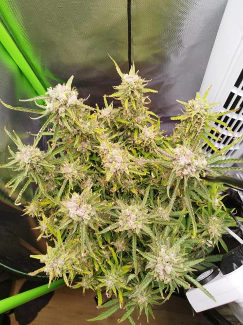 Strawnana. Week 9 - 02.01.