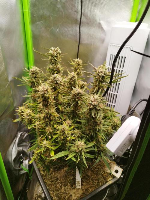 Strawnana. Week 9 - 02.01.