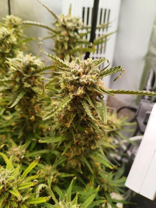 Strawnana. Week 9 - 03.01.