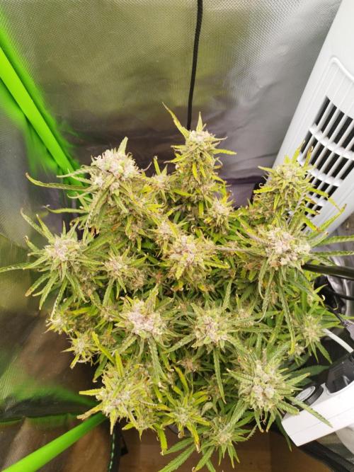 Strawnana. Week 9 - 03.01.