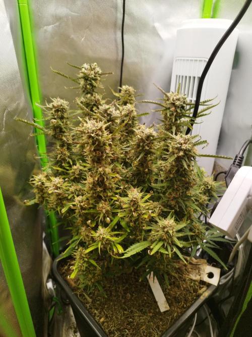 Strawnana. Week 9 - 03.01.