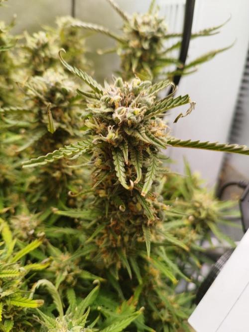 Strawnana. Week 9 - 04.01