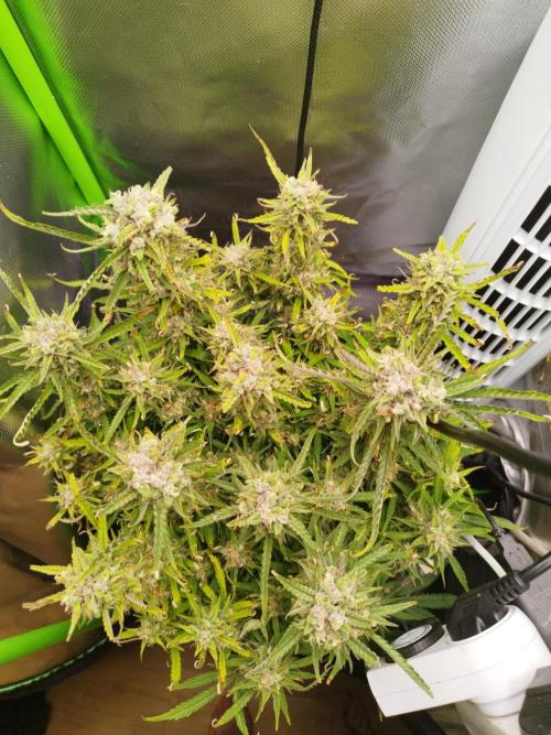 Strawnana. Week 9 - 04.01