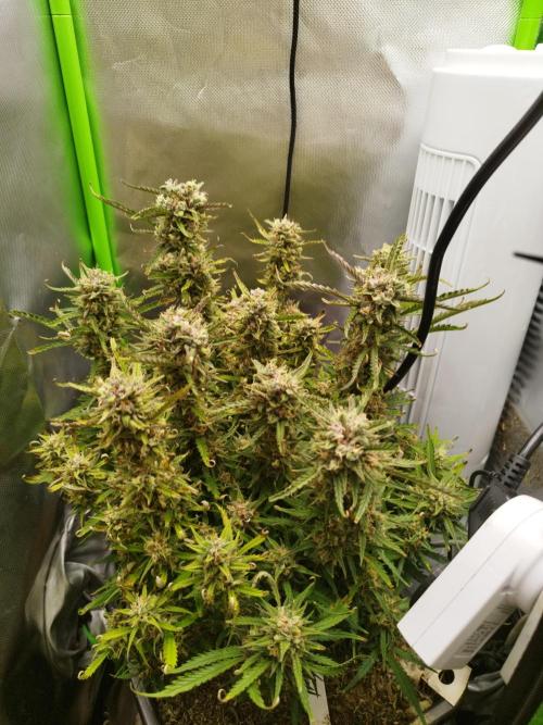 Strawnana. Week 9 - 04.01