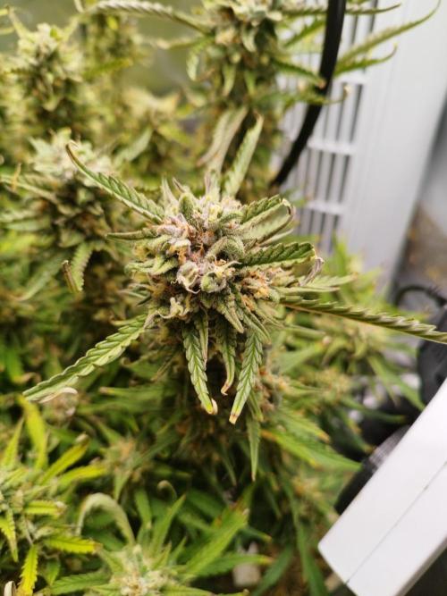 Strawnana. Week 9 - 05.01