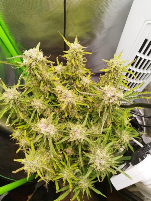 Strawnana. Week 9 - 05.01