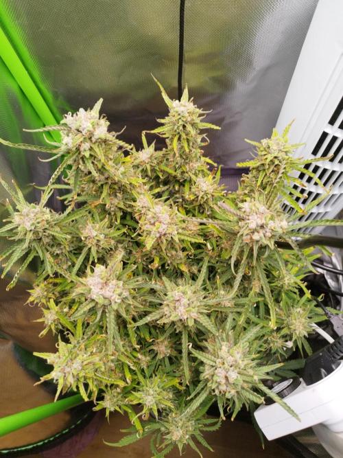 Strawnana. Week 10 - 06.01.